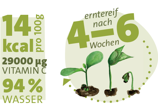 14kcal pro 100g, 29000μg VITAMIN C, 94% Wasser, nach 4-6 Wochen erntefrei