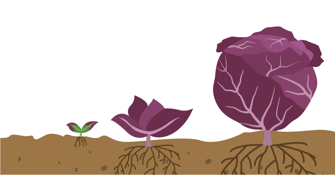 Schaubild eines Rotkohls, wie er auf dem Feld wächst