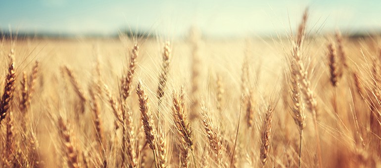 Goldgelbe Ähren eines Geteidefeldes wiegen sich im Wind.