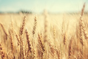 Goldgelbe Ähren eines Geteidefeldes wiegen sich im Wind.